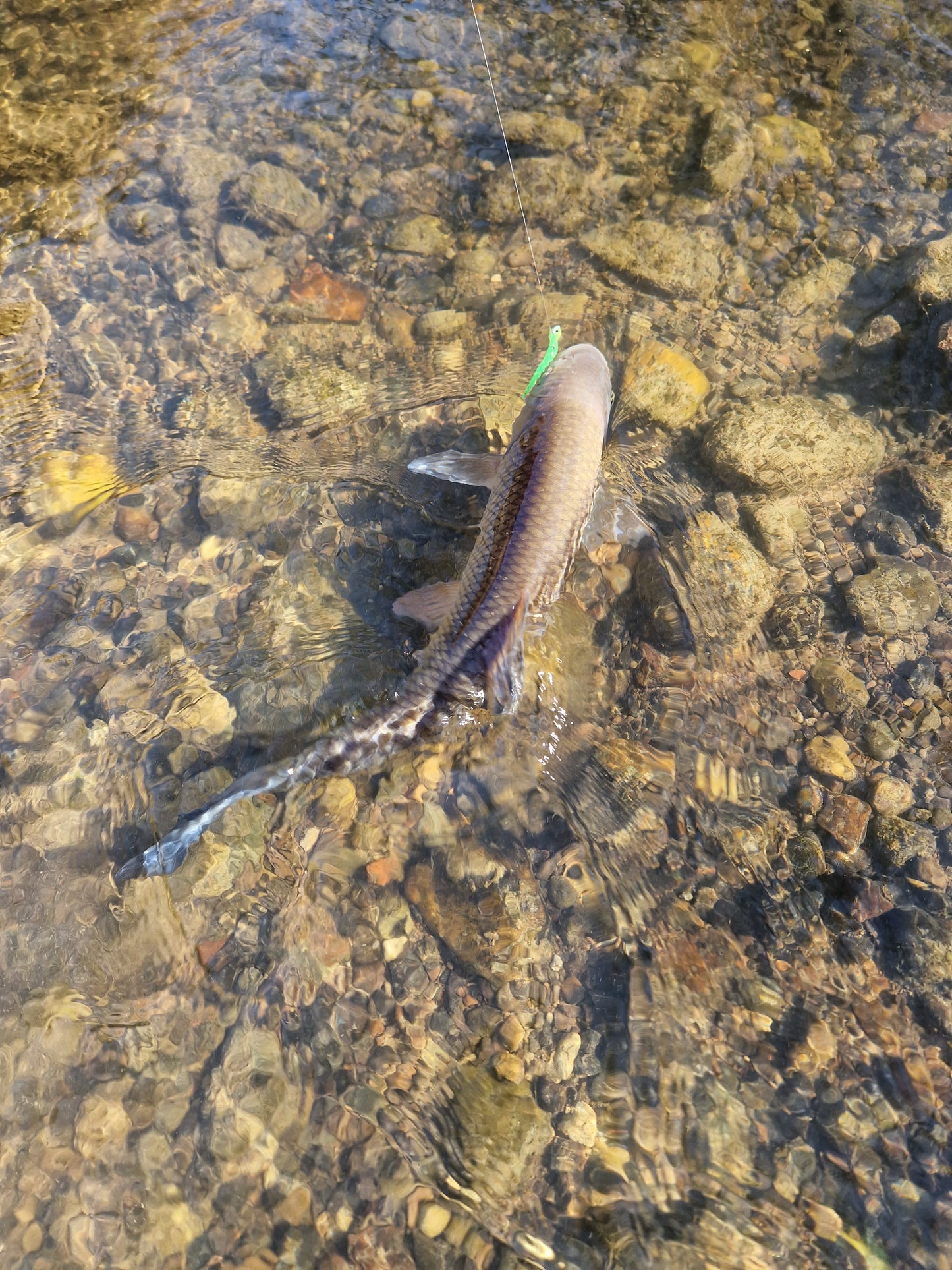 Mr. Leech Vertical Micro Wild Mix 6,5 cm; 1,1 gr