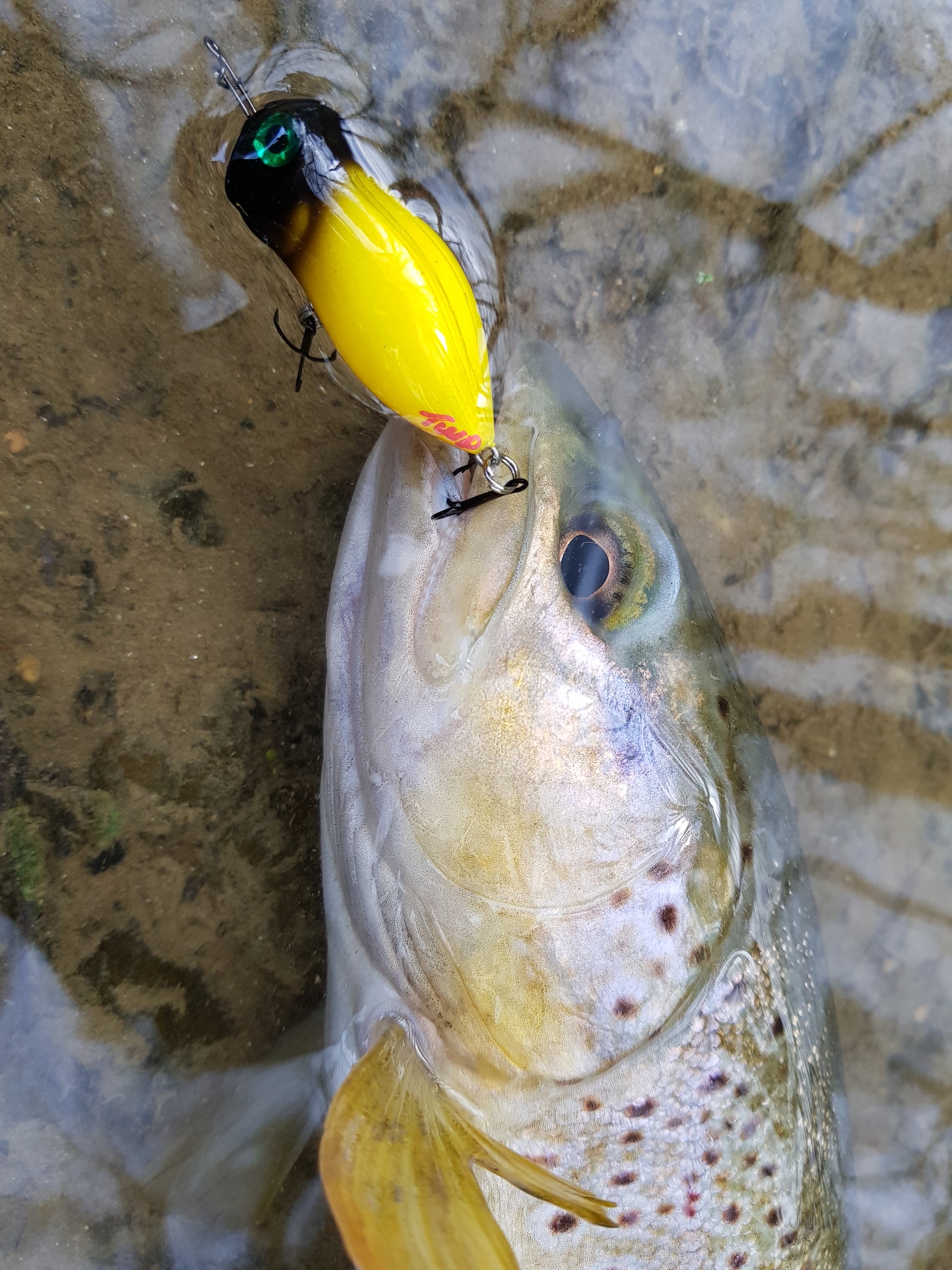 Leurre Souple Delalande Neo Frog 8cm - Leurre de la pêche Leurre Souple Delalande Neo Frog 8cm - Leurre de la pêche